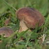 Ropliaodis pumpotaukšlis - Lycoperdon utriforme | Fotografijos autorius : Gintautas Steiblys | © Macronature.eu | Macro photography web site