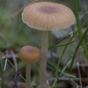 Moss Bell - Galerina sp. | Fotografijos autorius : Žilvinas Pūtys | © Macronature.eu | Macro photography web site