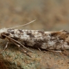 Moth - Nemapogon sp. | Fotografijos autorius : Žilvinas Pūtys | © Macronature.eu | Macro photography web site