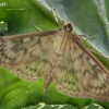 Mother of Pearl - Pleuroptya ruralis  | Fotografijos autorius : Gintautas Steiblys | © Macronature.eu | Macro photography web site