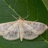 Mother of Pearl - Pleuroptya ruralis | Fotografijos autorius : Vaida Paznekaitė | © Macronature.eu | Macro photography web site