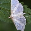 Mother of Pearl - Pleuroptya ruralis | Fotografijos autorius : Darius Baužys | © Macronature.eu | Macro photography web site