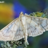 Mother of Pearl - Pleuroptya ruralis | Fotografijos autorius : Arūnas Eismantas | © Macronature.eu | Macro photography web site