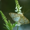 Mother of Pearl - Pleuroptya ruralis | Fotografijos autorius : Vidas Brazauskas | © Macronature.eu | Macro photography web site