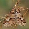 Mottled Umber - Erannis defoliaria ♂ | Fotografijos autorius : Gintautas Steiblys | © Macronature.eu | Macro photography web site