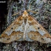 Mottled Umber - Erannis defoliaria  | Fotografijos autorius : Oskaras Venckus | © Macronature.eu | Macro photography web site