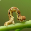 Mottled Umber - Erannis defoliaria, caterpillar | Fotografijos autorius : Vidas Brazauskas | © Macronature.eu | Macro photography web site