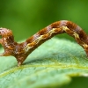 Mottled Umber - Erannis defoliaria, caterpillar | Fotografijos autorius : Oskaras Venckus | © Macronature.eu | Macro photography web site