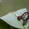 Mottled Umber - Erannis defoliaria, caterpillar | Fotografijos autorius : Darius Baužys | © Macronature.eu | Macro photography web site