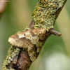 Didysis žiemsprindis - Erannis defoliaria | Fotografijos autorius : Vidas Brazauskas | © Macronature.eu | Macro photography web site