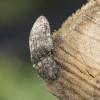 Kanapėtasis spragšis – Agrypnus murinus | Fotografijos autorius : Giedrius Markevičius | © Macronature.eu | Macro photography web site