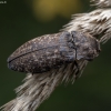 Kanapėtasis spragšis - Agrypnus murinus | Fotografijos autorius : Žilvinas Pūtys | © Macronature.eu | Macro photography web site