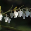 Mountain fetterbush - Pieris floribunda | Fotografijos autorius : Gintautas Steiblys | © Macronature.eu | Macro photography web site