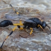 Mud-dauber wasp - Sceliphron spirifex ♀ | Fotografijos autorius : Žilvinas Pūtys | © Macronature.eu | Macro photography web site