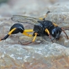 Mud-dauber wasp - Sceliphron spirifex | Fotografijos autorius : Gintautas Steiblys | © Macronature.eu | Macro photography web site