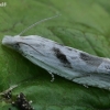 Mugwort Bell - Eucosma metzneriana  | Fotografijos autorius : Gintautas Steiblys | © Macronature.eu | Macro photography web site