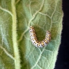 Mullein moth - Cucullia verbasci, caterpillar | Fotografijos autorius : Giedrius Švitra | © Macronature.eu | Macro photography web site