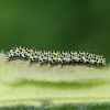 Mullein moth - Cucullia verbasci, catterpilar | Fotografijos autorius : Vidas Brazauskas | © Macronature.eu | Macro photography web site