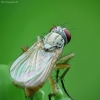Tikramusė - Coenosia mollicula | Fotografijos autorius : Vidas Brazauskas | © Macrogamta.lt | Šis tinklapis priklauso bendruomenei kuri domisi makro fotografija ir fotografuoja gyvąjį makro pasaulį.