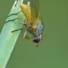 Žiedenė - Pegomya sp. | Fotografijos autorius : Gintautas Steiblys | © Macrogamta.lt | Šis tinklapis priklauso bendruomenei kuri domisi makro fotografija ir fotografuoja gyvąjį makro pasaulį.
