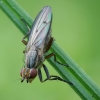 Sraigžudė - Pherbellia cinerella | Fotografijos autorius : Vidas Brazauskas | © Macrogamta.lt | Šis tinklapis priklauso bendruomenei kuri domisi makro fotografija ir fotografuoja gyvąjį makro pasaulį.