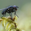 Žiedenė - Phorbia sp. | Fotografijos autorius : Gintautas Steiblys | © Macrogamta.lt | Šis tinklapis priklauso bendruomenei kuri domisi makro fotografija ir fotografuoja gyvąjį makro pasaulį.