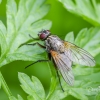 Tikramusė - Phaonia angelicae | Fotografijos autorius : Darius Baužys | © Macrogamta.lt | Šis tinklapis priklauso bendruomenei kuri domisi makro fotografija ir fotografuoja gyvąjį makro pasaulį.