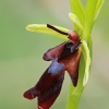 Musinis ofris - Ophrys insectifera | Fotografijos autorius : Gintautas Steiblys | © Macrogamta.lt | Šis tinklapis priklauso bendruomenei kuri domisi makro fotografija ir fotografuoja gyvąjį makro pasaulį.