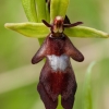 Musinis ofris - Ophrys insectifera | Fotografijos autorius : Žilvinas Pūtys | © Macrogamta.lt | Šis tinklapis priklauso bendruomenei kuri domisi makro fotografija ir fotografuoja gyvąjį makro pasaulį.