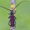 Musk Beetle | Aromia moschata | Fotografijos autorius : Darius Baužys | © Macronature.eu | Macro photography web site