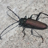Musk Beetle - Aromia moschata  ♀ | Fotografijos autorius : Vytautas Gluoksnis | © Macronature.eu | Macro photography web site
