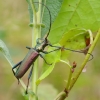 Musk Beetle - Aromia moschata | Fotografijos autorius : Romas Ferenca | © Macronature.eu | Macro photography web site