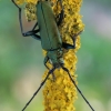 Musk Beetle - Aromia moschata | Fotografijos autorius : Gintautas Steiblys | © Macronature.eu | Macro photography web site