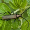 Musk Beetle - Aromia moschata | Fotografijos autorius : Žilvinas Pūtys | © Macronature.eu | Macro photography web site