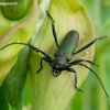 Musk Beetle - Aromia moschata | Fotografijos autorius : Romas Ferenca | © Macronature.eu | Macro photography web site