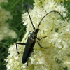 Musk Beetle - Aromia moschata | Fotografijos autorius : Vitalii Alekseev | © Macronature.eu | Macro photography web site