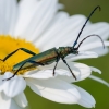Musk beetle | Aromia moschata | Fotografijos autorius : Darius Baužys | © Macronature.eu | Macro photography web site