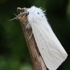 Muslin moth - Diaphora mendica ♀ | Fotografijos autorius : Vytautas Gluoksnis | © Macrogamta.lt | Šis tinklapis priklauso bendruomenei kuri domisi makro fotografija ir fotografuoja gyvąjį makro pasaulį.