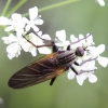 Snapmusė - Empis tessellata | Fotografijos autorius : Vytautas Gluoksnis | © Macrogamta.lt | Šis tinklapis priklauso bendruomenei kuri domisi makro fotografija ir fotografuoja gyvąjį makro pasaulį.