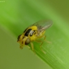 Musytė - Chloropidae sp. | Fotografijos autorius : Vidas Brazauskas | © Macrogamta.lt | Šis tinklapis priklauso bendruomenei kuri domisi makro fotografija ir fotografuoja gyvąjį makro pasaulį.