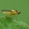 Musytė - Chloropidae sp. | Fotografijos autorius : Vidas Brazauskas | © Macrogamta.lt | Šis tinklapis priklauso bendruomenei kuri domisi makro fotografija ir fotografuoja gyvąjį makro pasaulį.