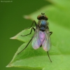 Musytė | Fotografijos autorius : Vidas Brazauskas | © Macrogamta.lt | Šis tinklapis priklauso bendruomenei kuri domisi makro fotografija ir fotografuoja gyvąjį makro pasaulį.