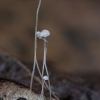 Mycena capillaris arba M. polyadelpha ? | Fotografijos autorius : Gintautas Steiblys | © Macronature.eu | Macro photography web site