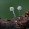 Mycena sp. | Fotografijos autorius : Eglė Vičiuvienė | © Macronature.eu | Macro photography web site