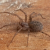 Paprastasis trobavoris - Tegenaria domestica ♀ | Fotografijos autorius : Žilvinas Pūtys | © Macrogamta.lt | Šis tinklapis priklauso bendruomenei kuri domisi makro fotografija ir fotografuoja gyvąjį makro pasaulį.