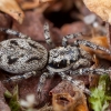 Kamieninis šokiavoris - Salticus cingulatus ♀ | Fotografijos autorius : Žilvinas Pūtys | © Macronature.eu | Macro photography web site