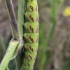 Narrow-bordered Bee Hawkmoth - Hemaris tityus, caterpillar | Fotografijos autorius : Gintautas Steiblys | © Macronature.eu | Macro photography web site