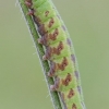 Narrow-bordered Bee Hawkmoth - Hemaris tityus, caterpillar | Fotografijos autorius : Arūnas Eismantas | © Macronature.eu | Macro photography web site