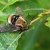 Narrow-bordered Bee Hawkmoth - Hemaris tityus | Fotografijos autorius : Oskaras Venckus | © Macronature.eu | Macro photography web site