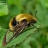 Narrow-bordered Bee Hawkmoth - Hemaris tityus | Fotografijos autorius : Deividas Makavičius | © Macronature.eu | Macro photography web site